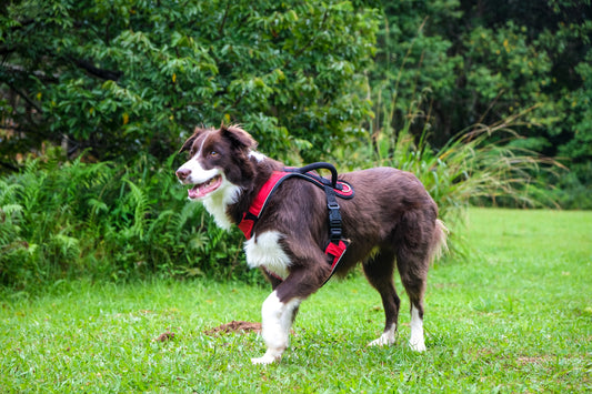 Les harnais pour chiens de petite taille