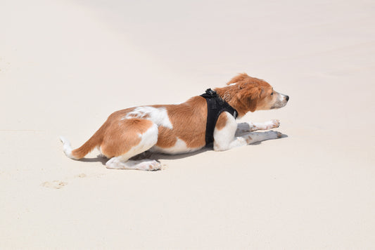 Pourquoi les harnais pour chiens sont-ils plus efficaces que les colliers pour la marche en laisse