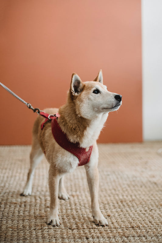 Les différents types de harnais pour chiens et leurs utilisations