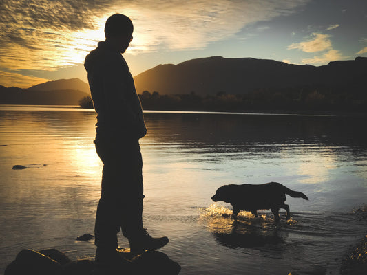 Les fontaines à eau pour chien avec des besoins spécifiques.