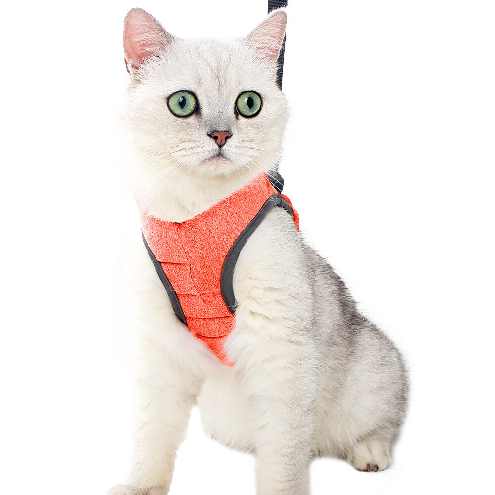 Harness for cat and kitten - S / M / L - Adjustable