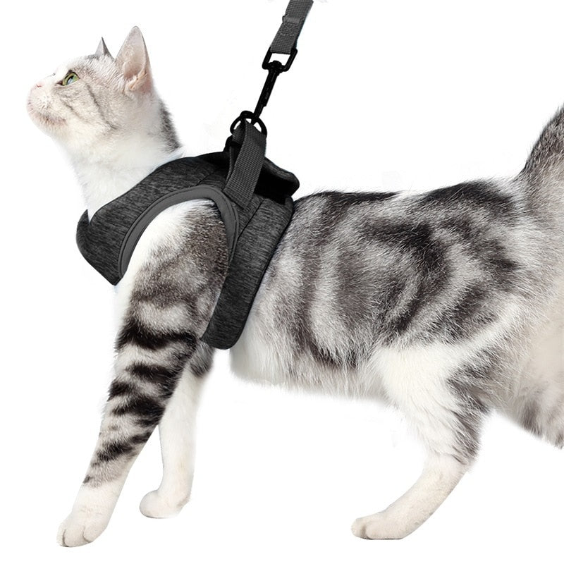 Harness for cat and kitten - S / M / L - Adjustable