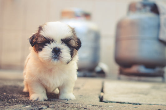 Quelles sont les meilleures fontaines à eau pour chien ?