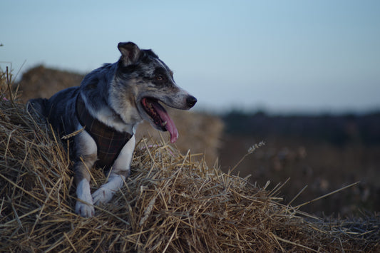 Les harnais pour chiens souffrant d'anxiété et de stress
