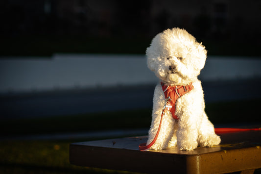 Les harnais pour chiens souffrant de douleurs articulaires.