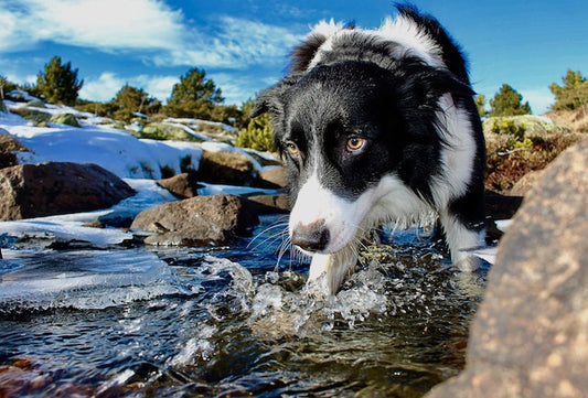 Quels sont les bienfaits d'une fontaine à eau pour animal de compagnie ?