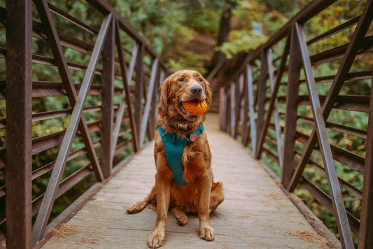 Comment bien ajuster un harnais pour chien pour un meilleur confort et une sécurité maximale
