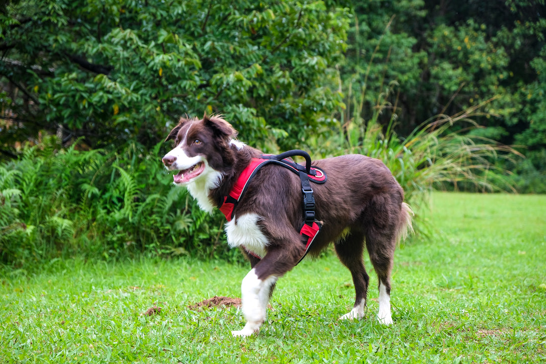 Les harnais pour chiens de petite taille