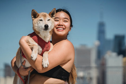 Les harnais pour chiens souffrant d'anxiété et de stress