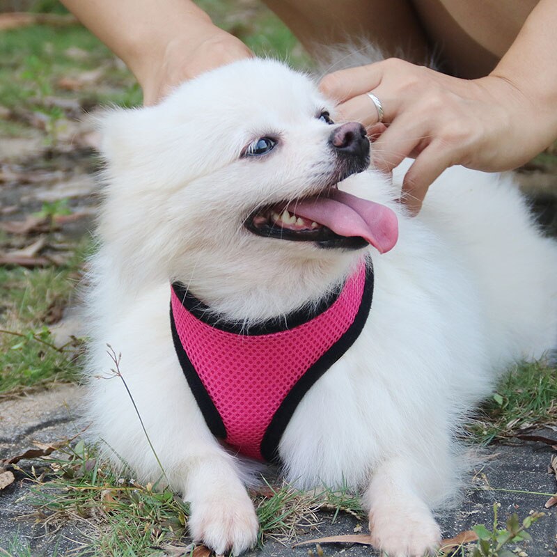 Nylon mesh dog harness - PUPRETTY