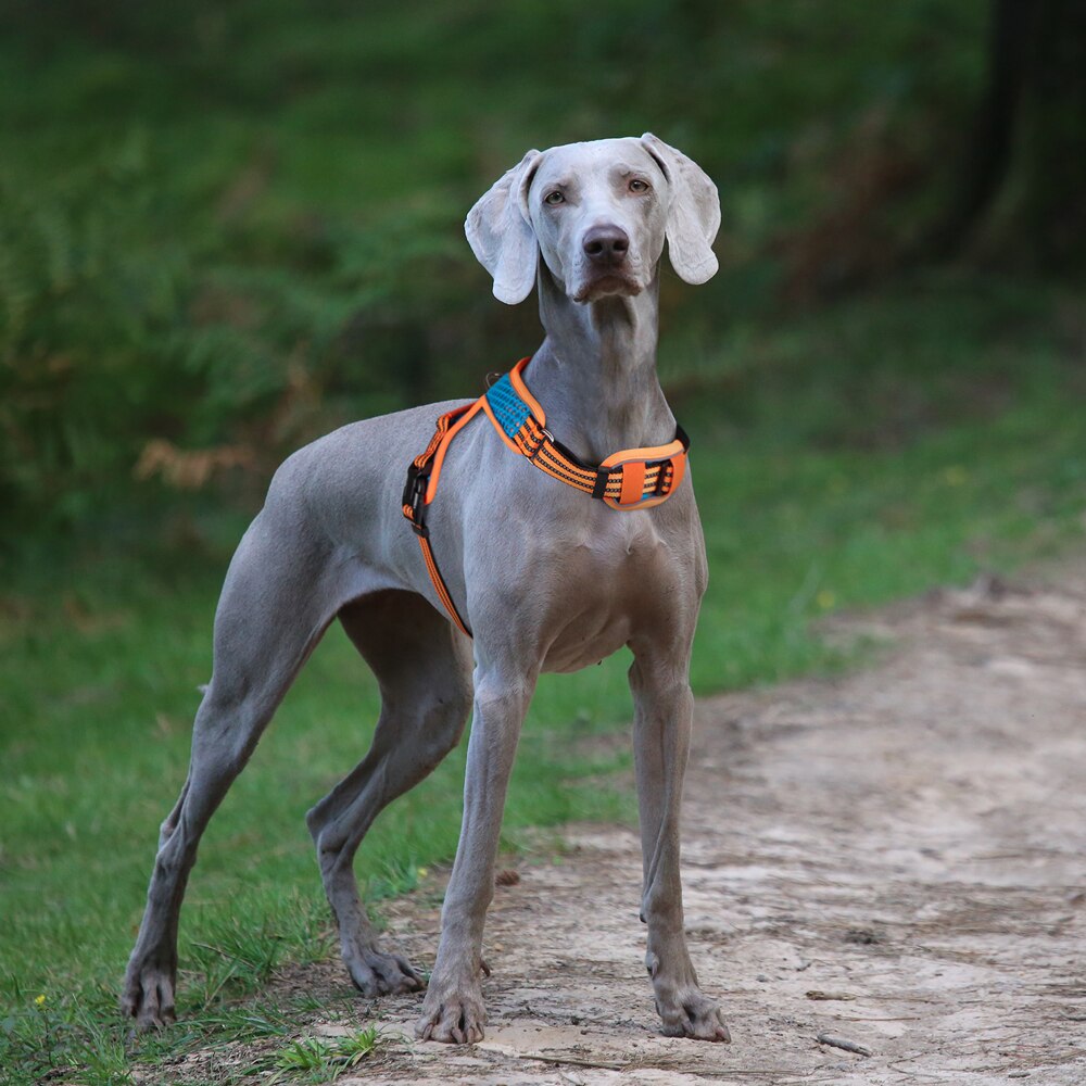 Adjustable nylon harness and leash for dogs - for small and large dogs