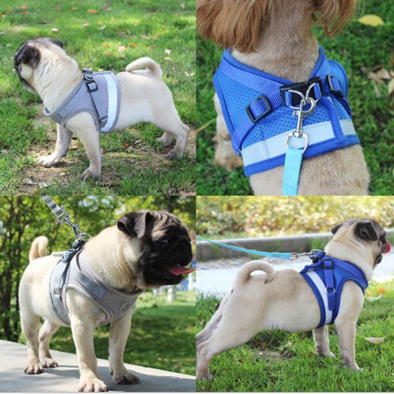 Pack Harness + padded foam leash