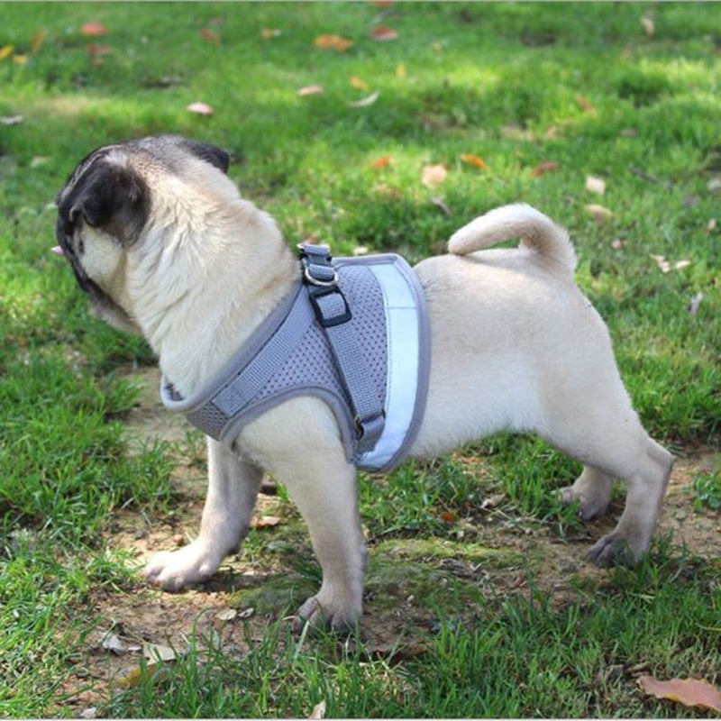 Pack Harness + padded foam leash