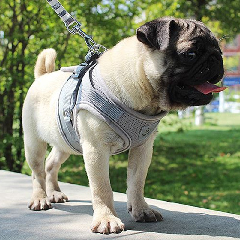 Pack Harness + padded foam leash