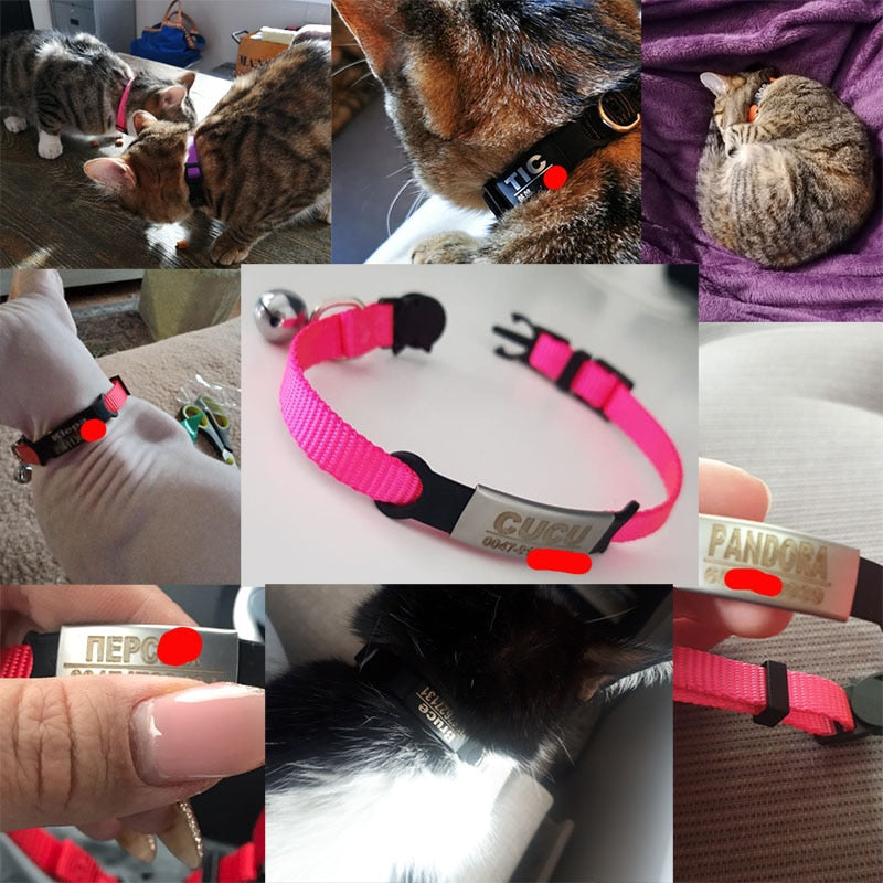 Kitten and cat collar with engraving