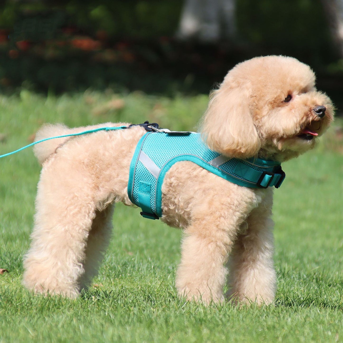 Adjustable nylon dog harness and leash - reflective safety collar