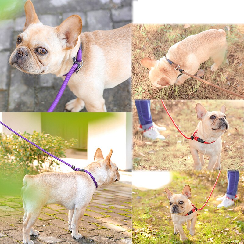 Golden chain leash for dogs - Comfortable and made of nylon